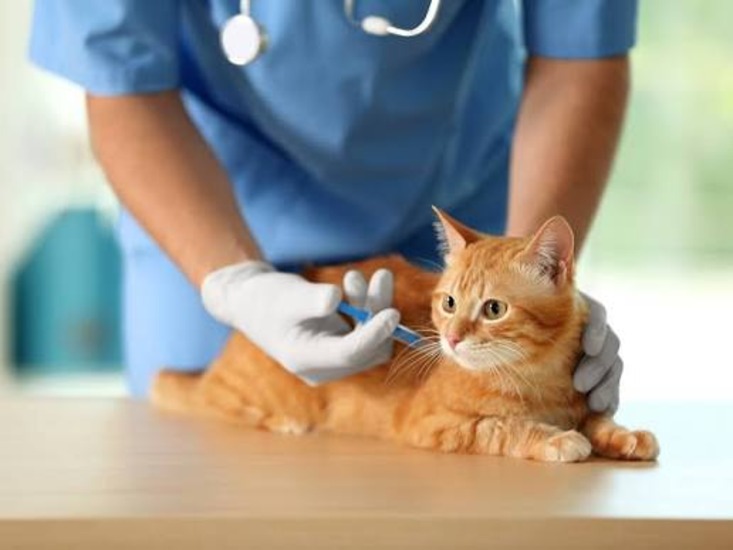 Qatar introduces QR200,000 fine for failing to vaccinate animals against diseases